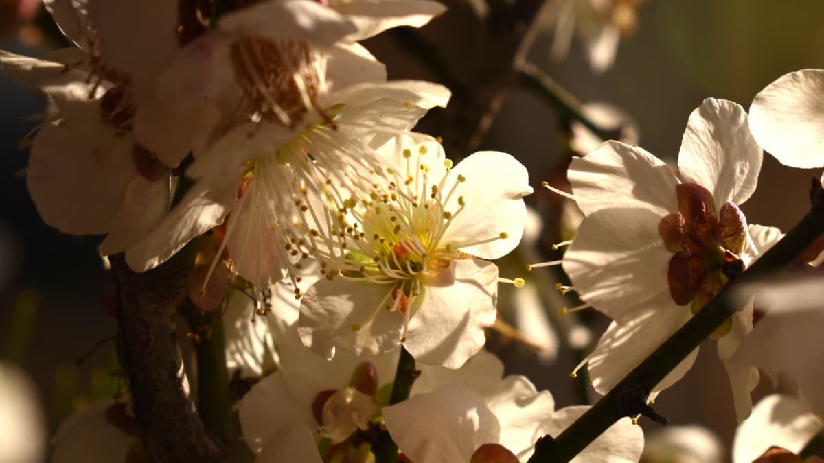 白梅2021　花弁03