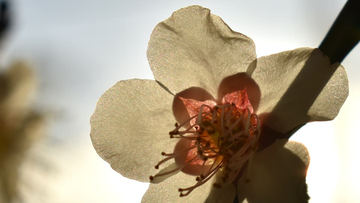 白梅2021　花弁04