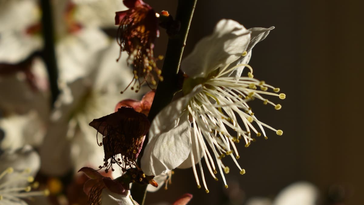 白梅2021　花弁05