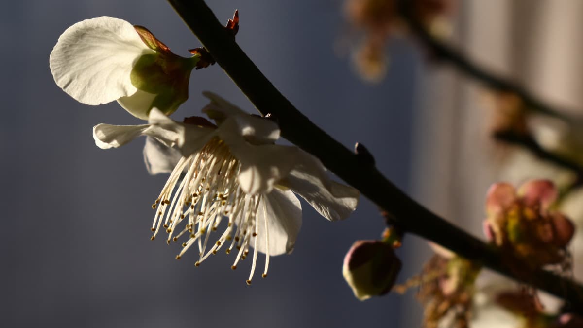 白梅2021　花弁06