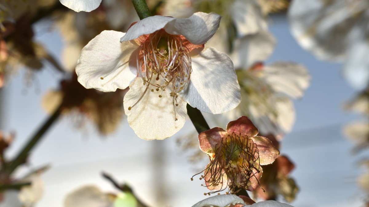 白梅2021　花弁07