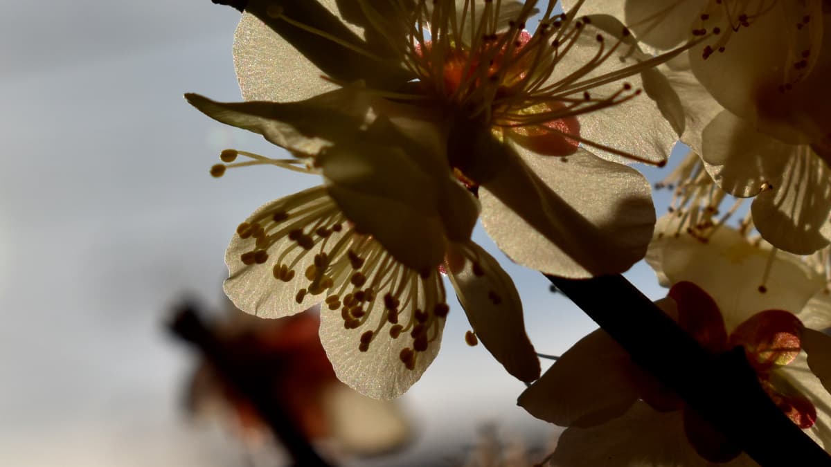 白梅2021　花弁08