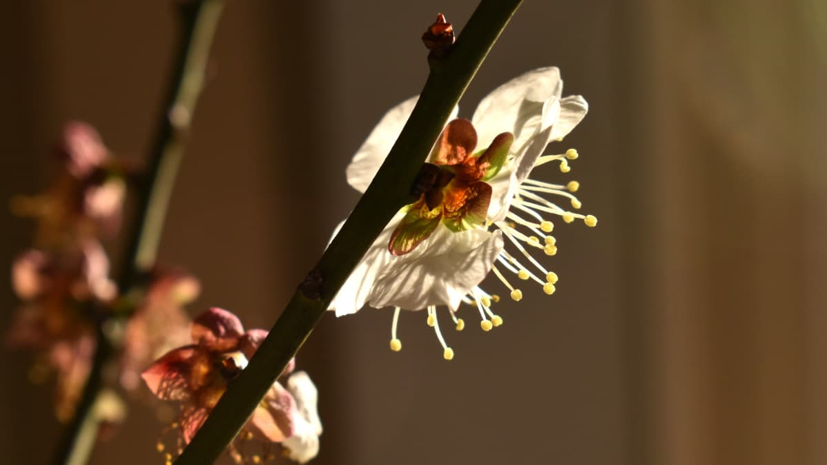 白梅2021　花弁09