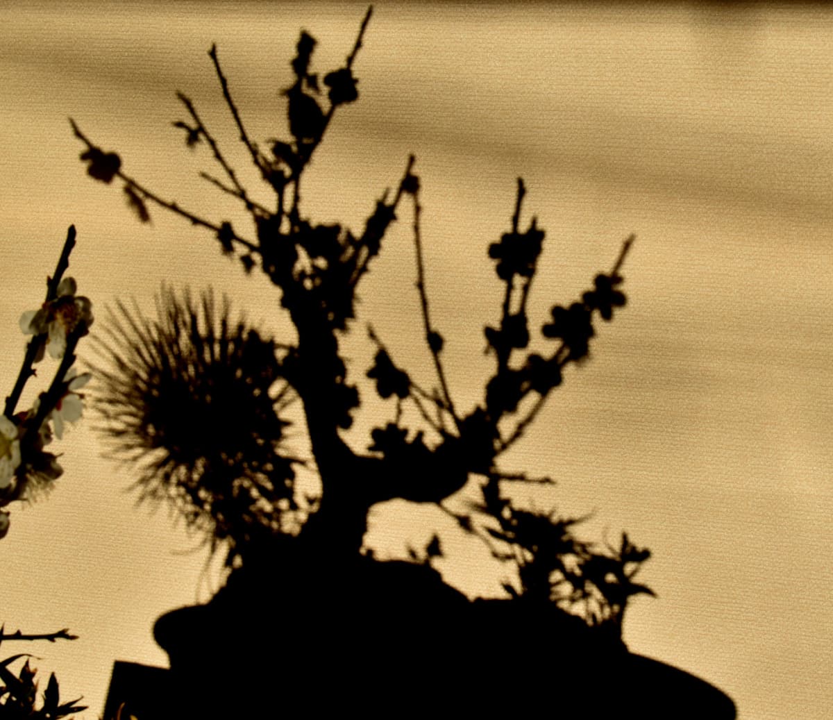 白梅盆栽の影　水墨画のよう