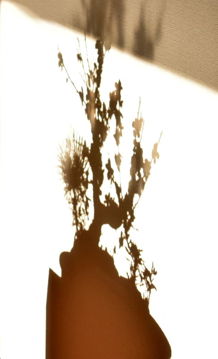 白梅盆栽の影　花色は薄い