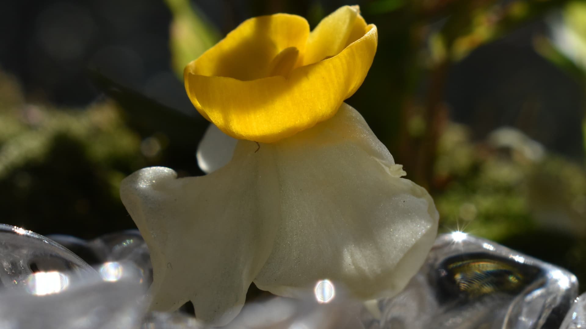 水仙とオーブ　2021