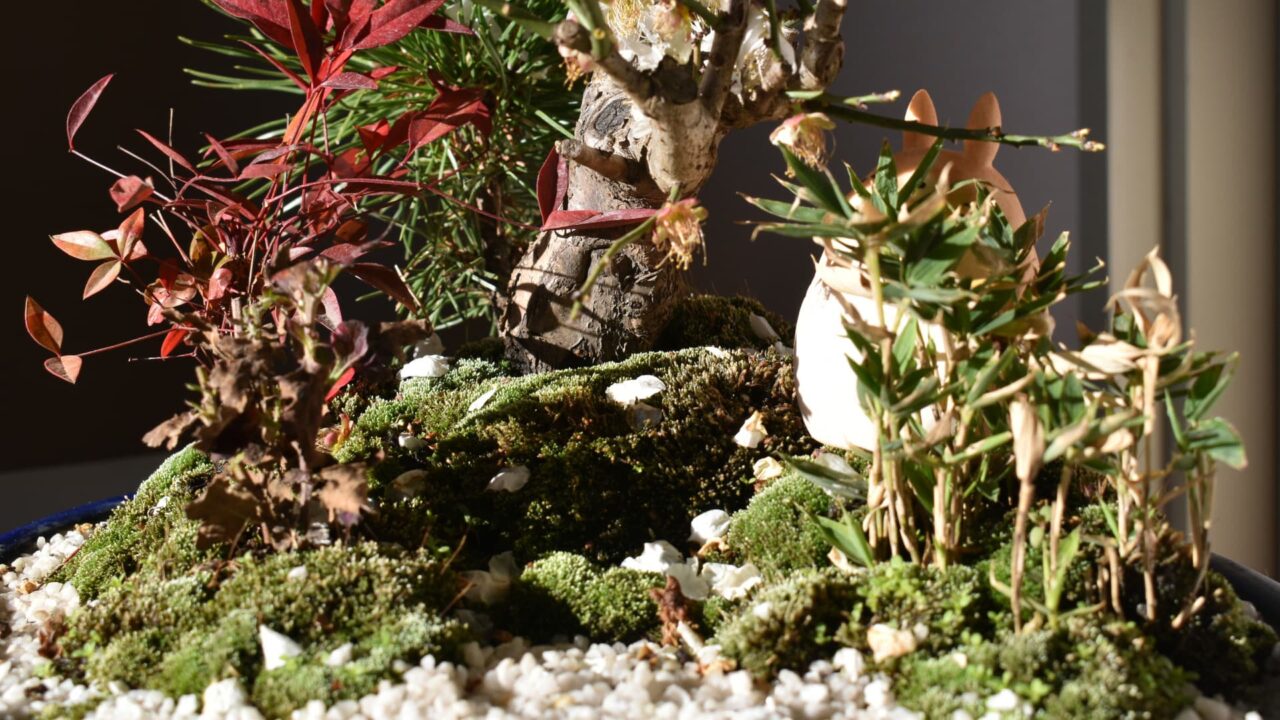 白梅盆栽とトトロ1