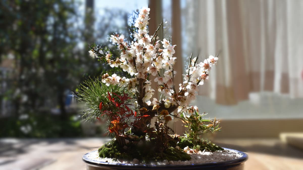 白梅盆栽2021　リビングにて