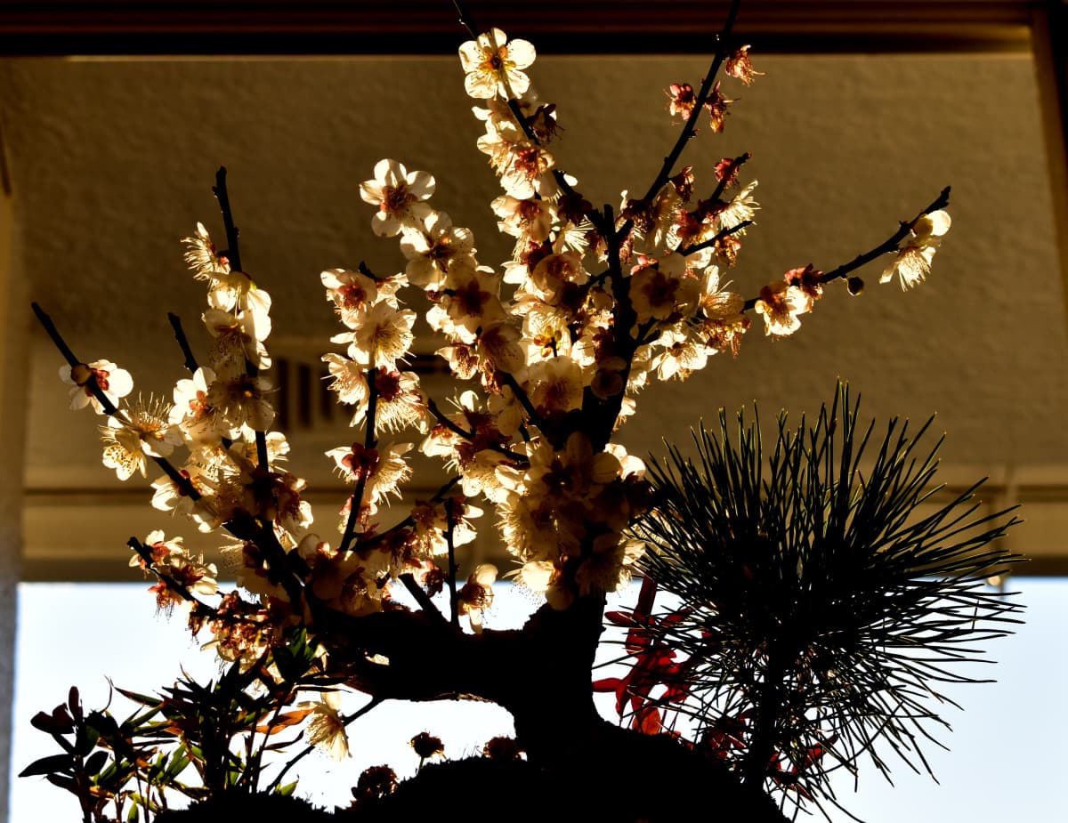 白梅盆栽2021　逆光に透き通る花々