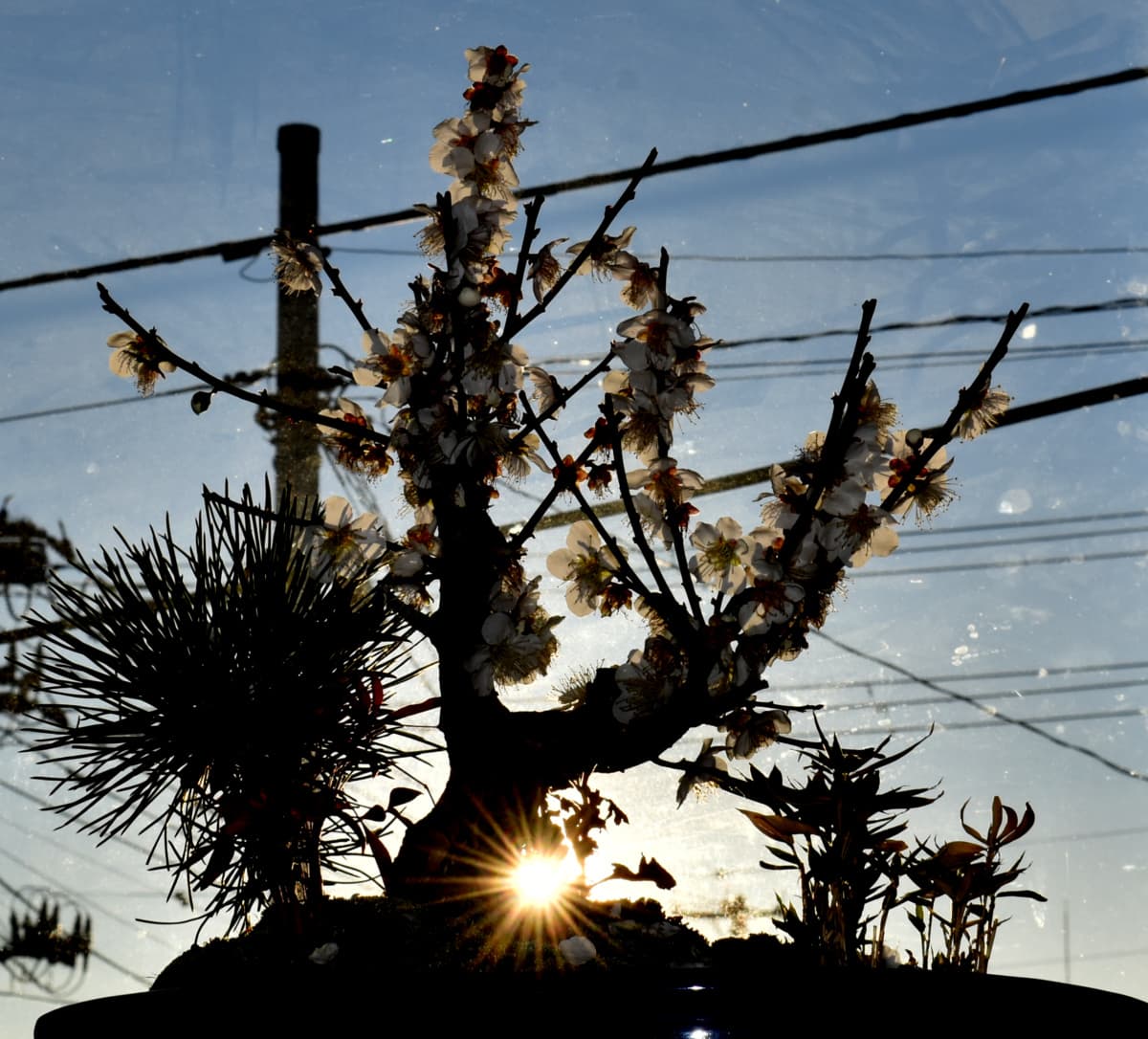 白梅盆栽2021　逆光