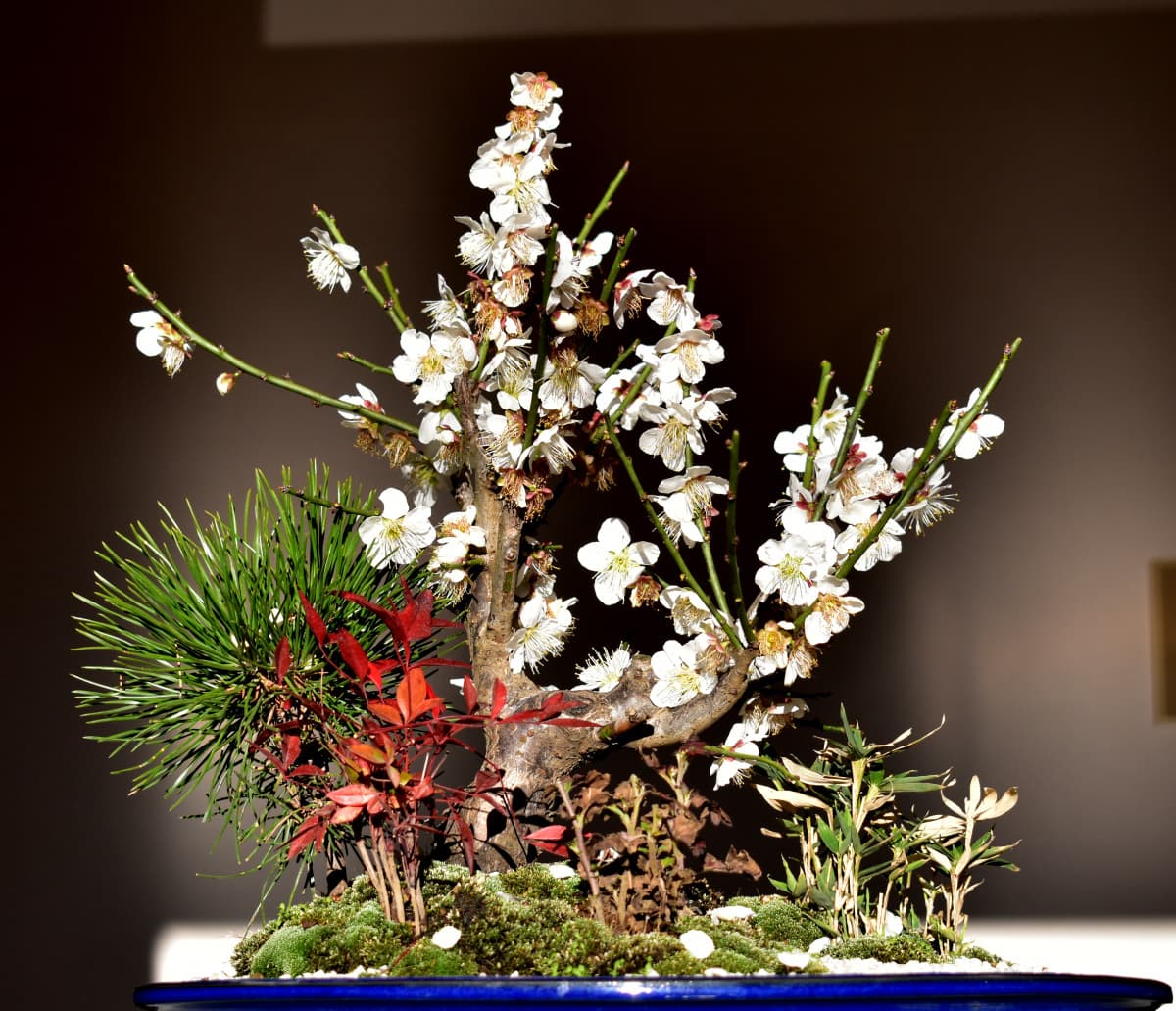 白梅盆栽2021　黒背景