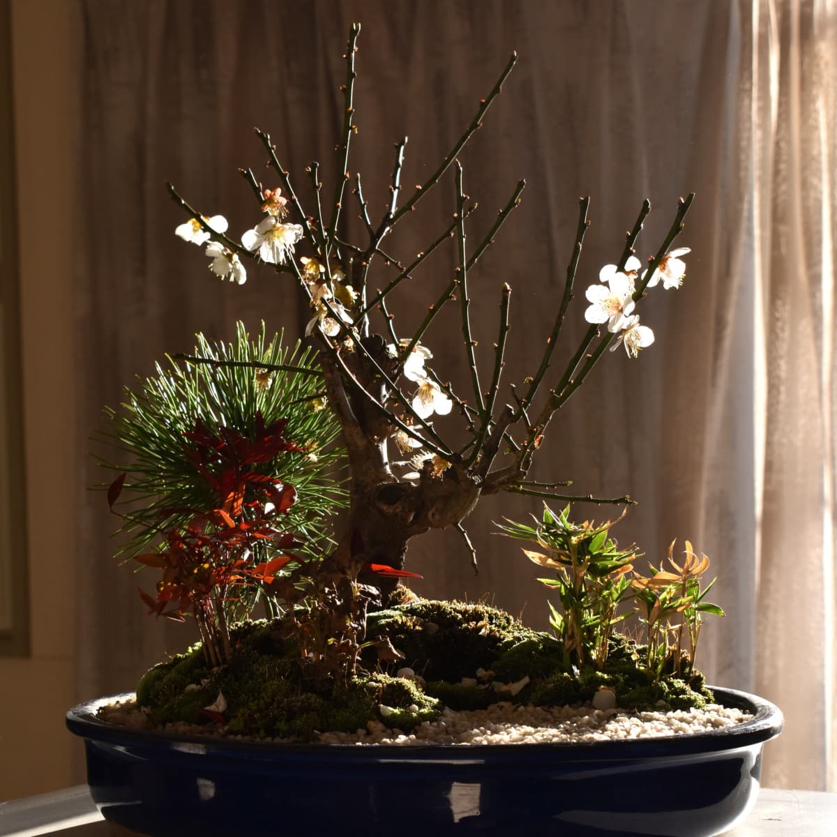 白梅盆栽20210221-3