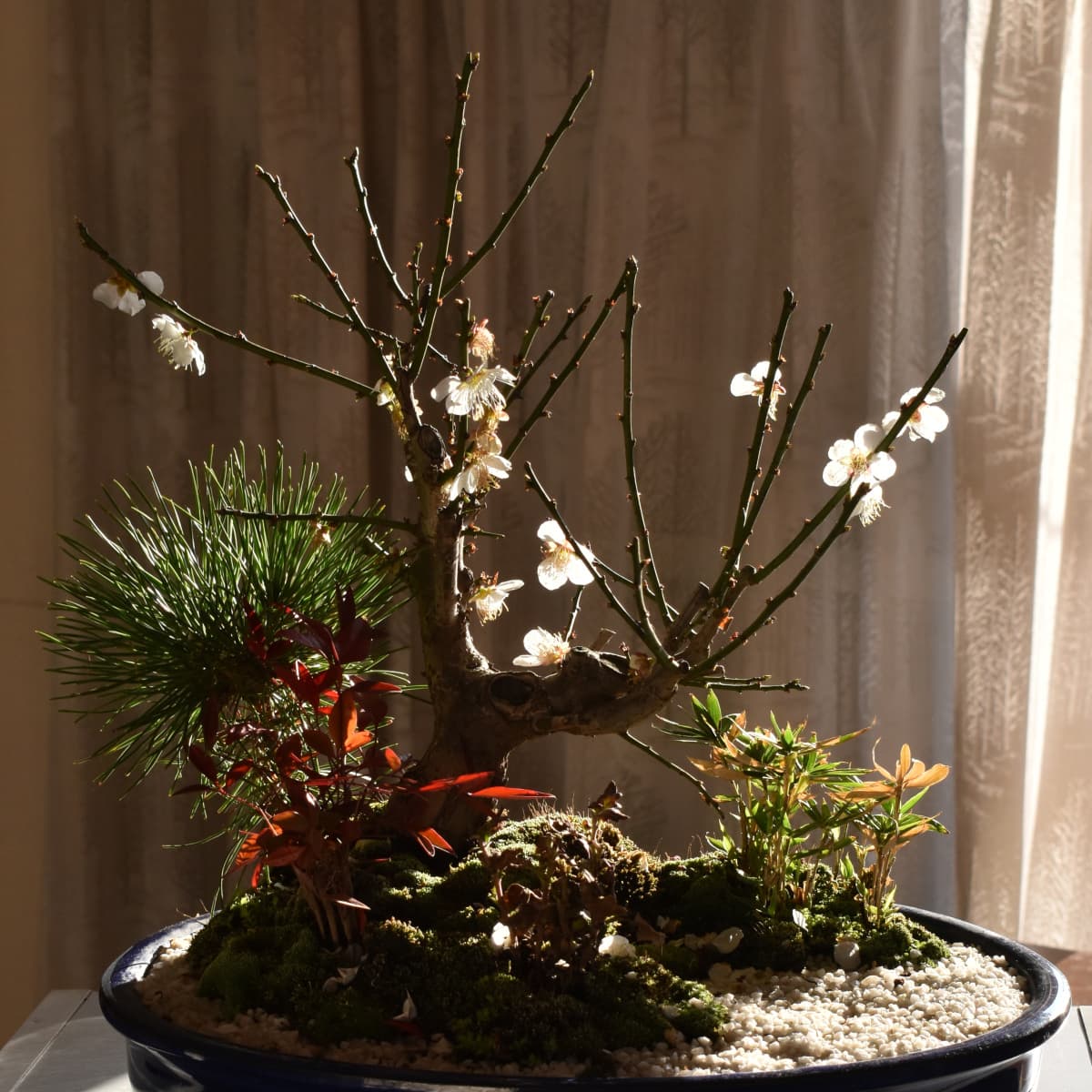 白梅盆栽20210221-4