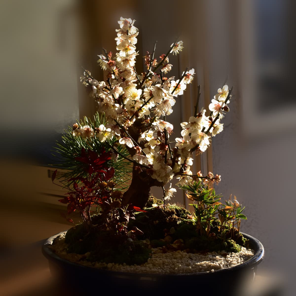 白梅盆栽20210217-1