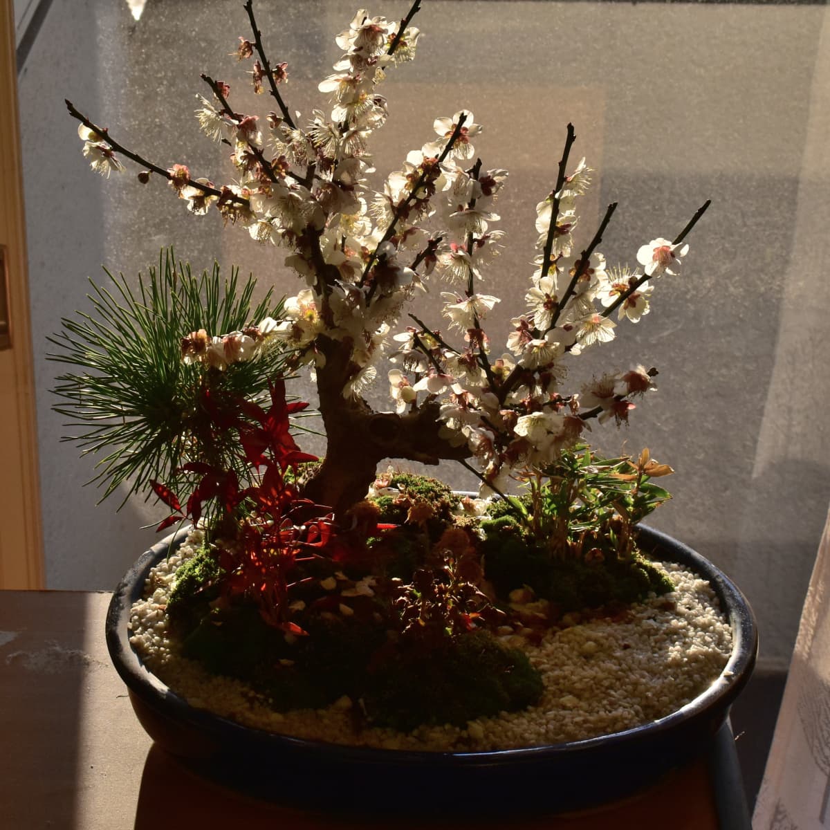 白梅盆栽20210217-2