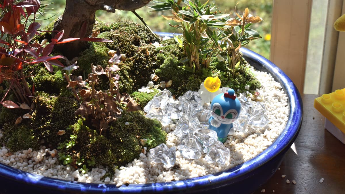 白梅盆栽とコキンちゃん