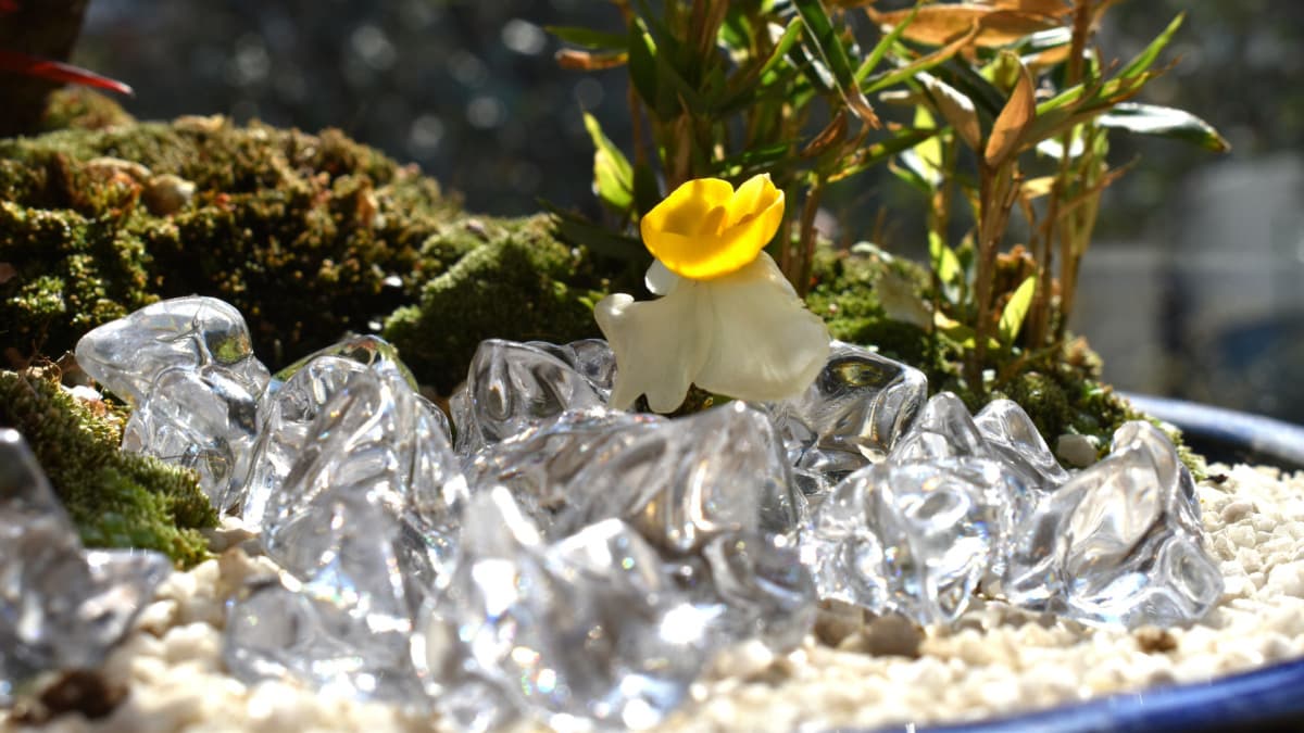 白梅盆栽と水仙1