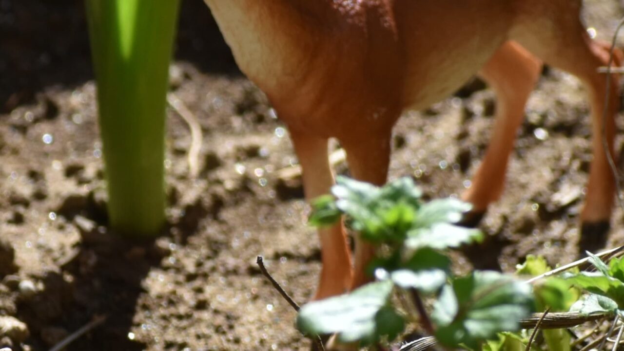 送梅鹿とオーブ202303-2