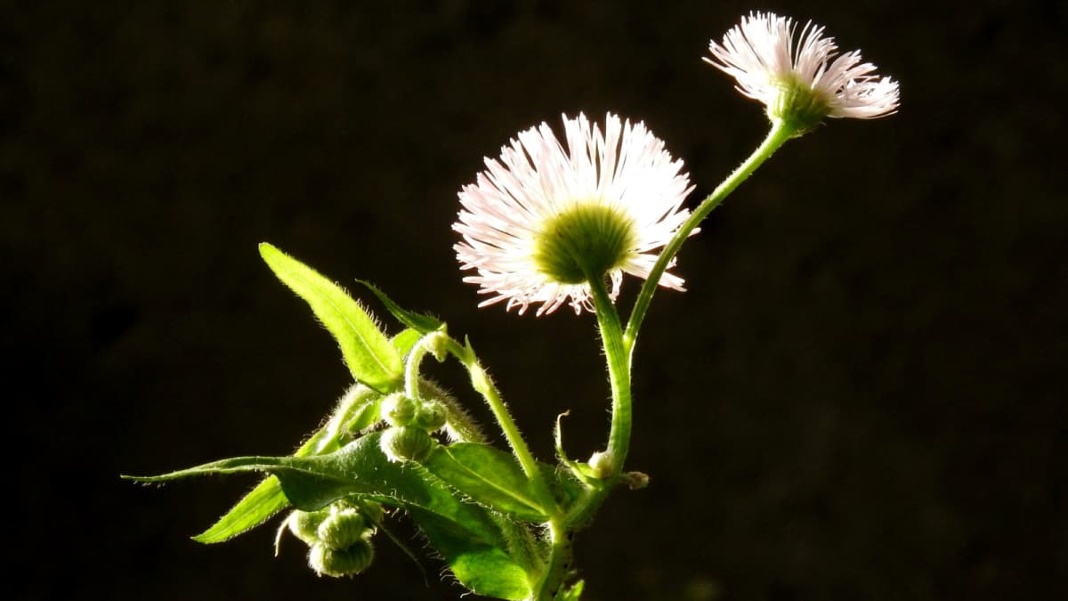 透過光で美しい春紫苑の花20170505（キャッチ画像）