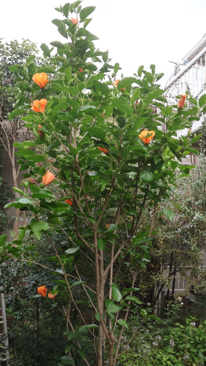 ハイビスカス（ハワイアン）20251118