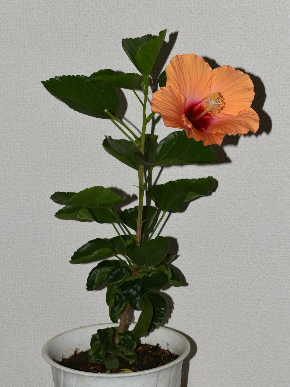 ハイビスカス・ハワイアン（購入苗）201910-1