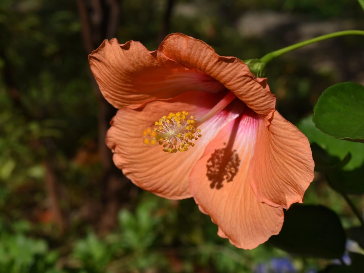 ハイビスカス・ハワイアン（花弁に雄蕊の影）201910-10