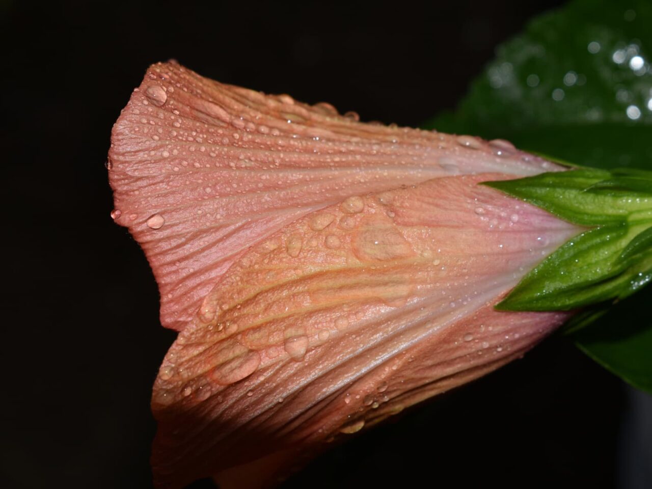 ハイビスカス・ハワイアン（雨粒をまぶした花弁）201910-12
