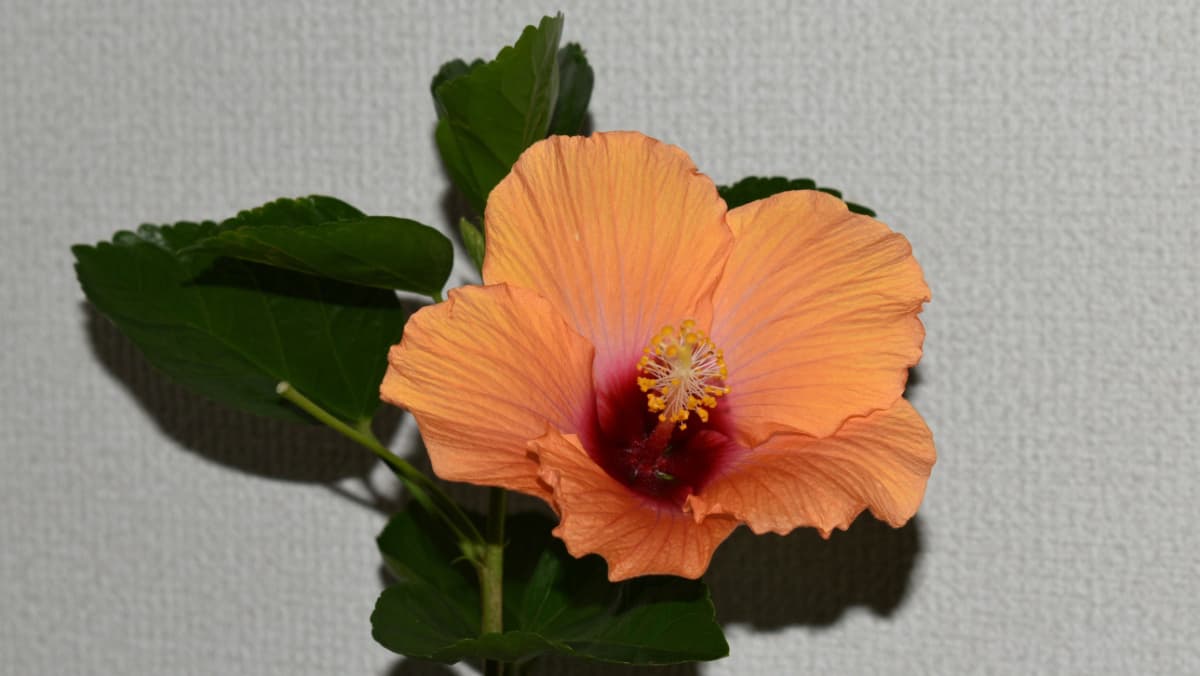 大輪のハイビスカス・ハワイアン201910（キャッチ画像）