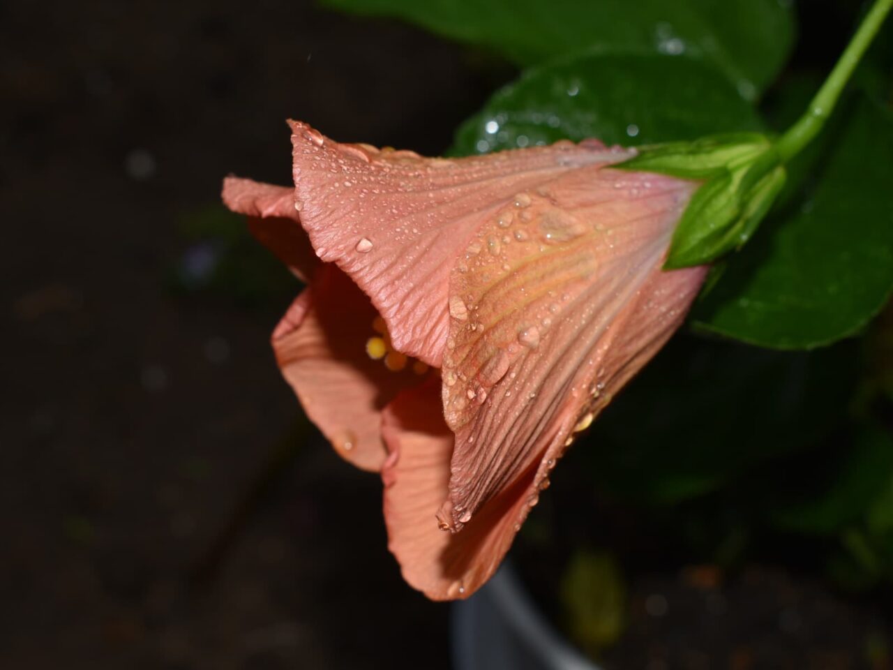 ハイビスカス・ハワイアン（雨後の開きかけ）201910-13