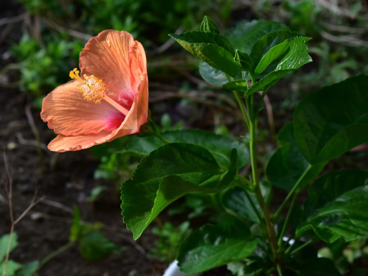 ハイビスカス・ハワイアン（開花）201910-6