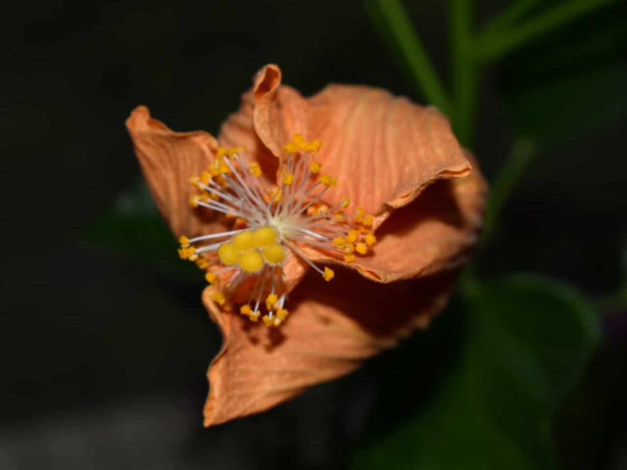ハイビスカス・ハワイアン（花後の閉じた姿）201910-7