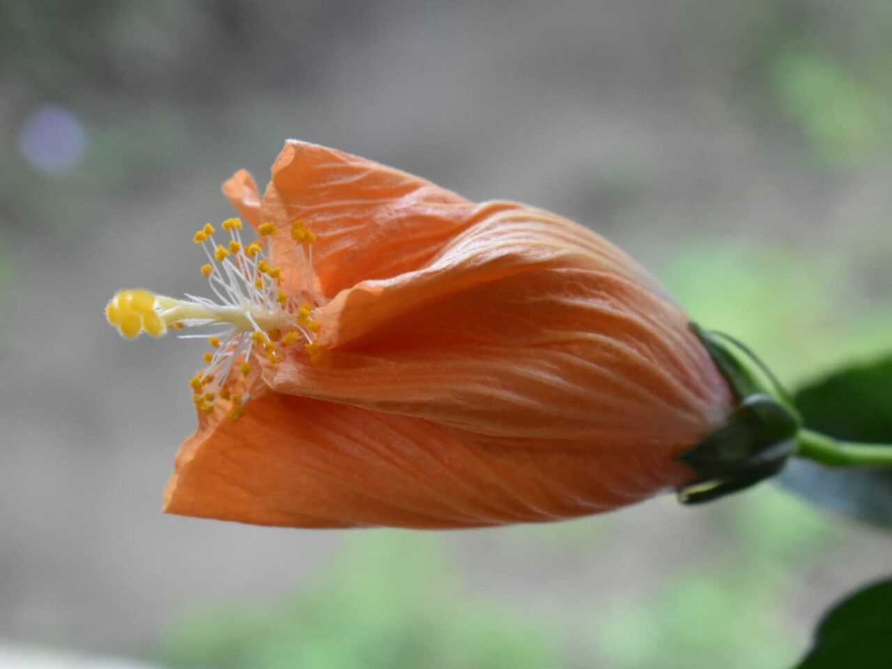ハイビスカス・ハワイアン（花後）201910-8