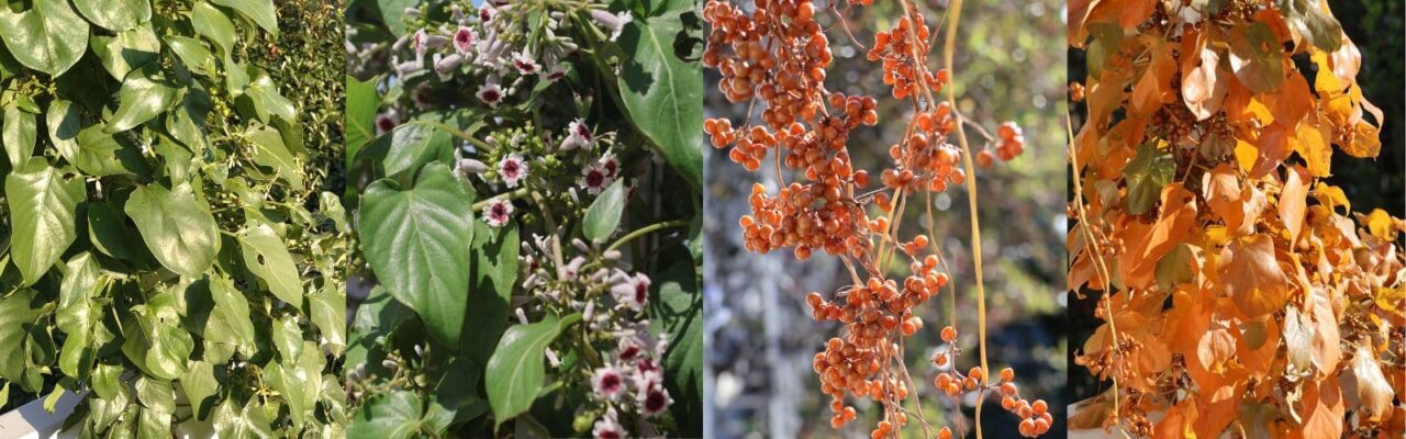 ヘクソカズラの四季