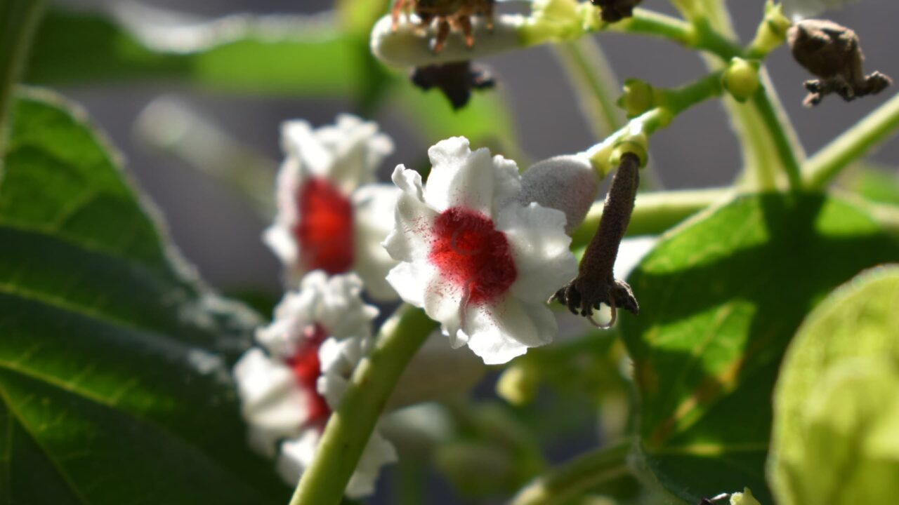 ヘクソカズラの花201909-1（まるで日の丸）