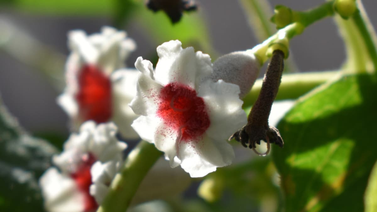 ヘクソカズラの花（キャッチ画像）