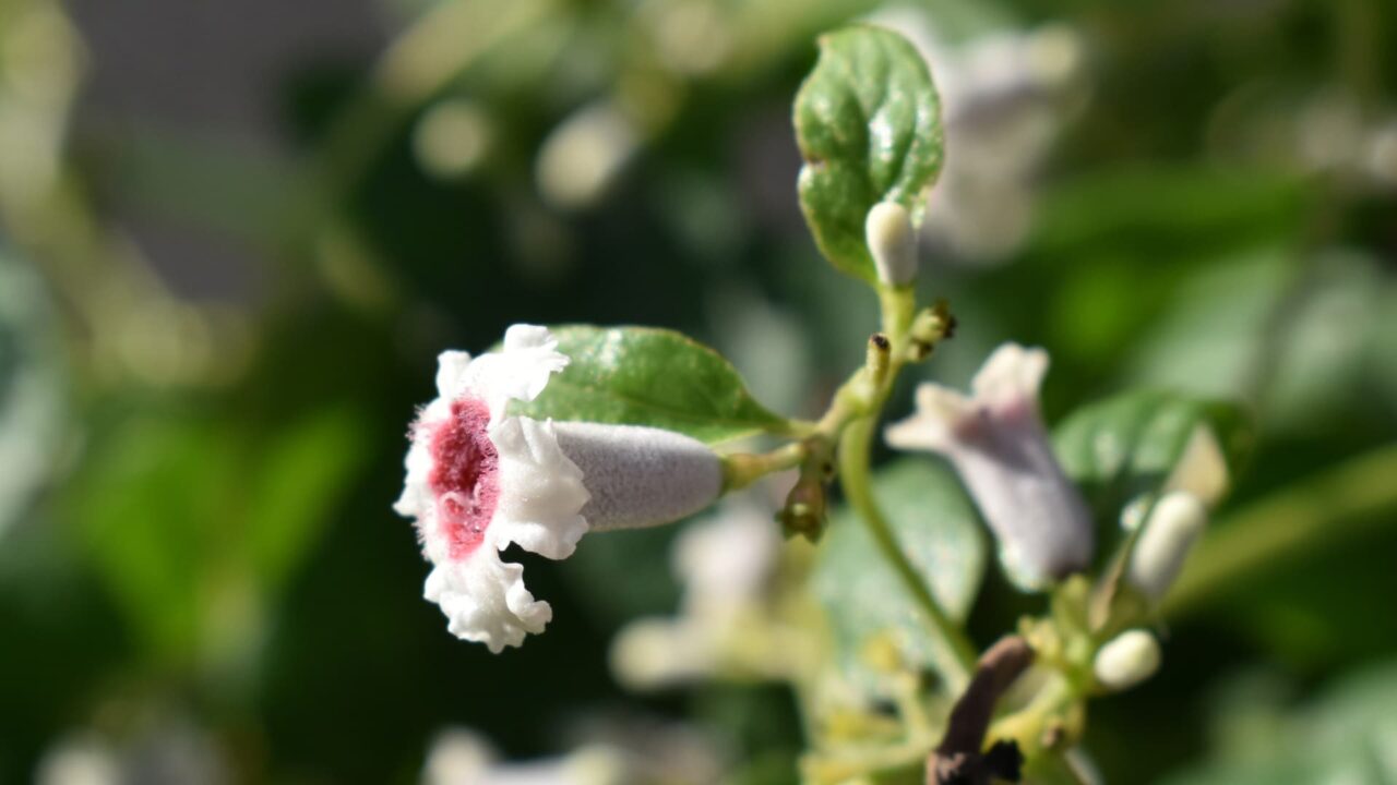 ヘクソカズラの上品な花201909-2