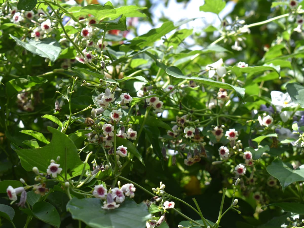 ヘクソカズラの花群202109