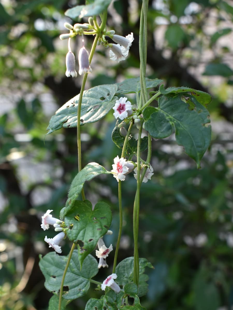 ヘクソカズラの釣り鐘のように下がった花202008-1