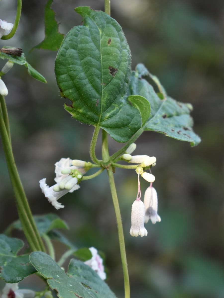 ヘクソカズラの釣り鐘のように下がった花202008-2