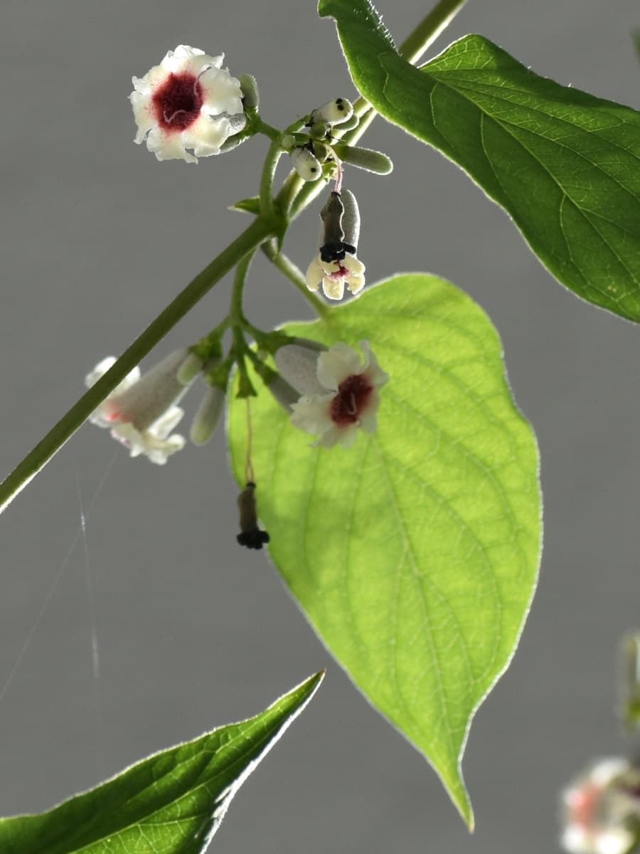 ヘクソカズラのハート形の葉202107