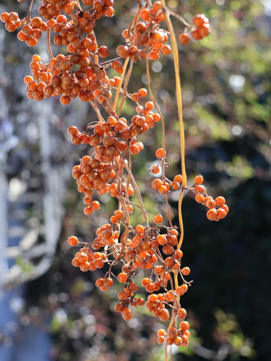 ヘクソカズラの黄金の実202511