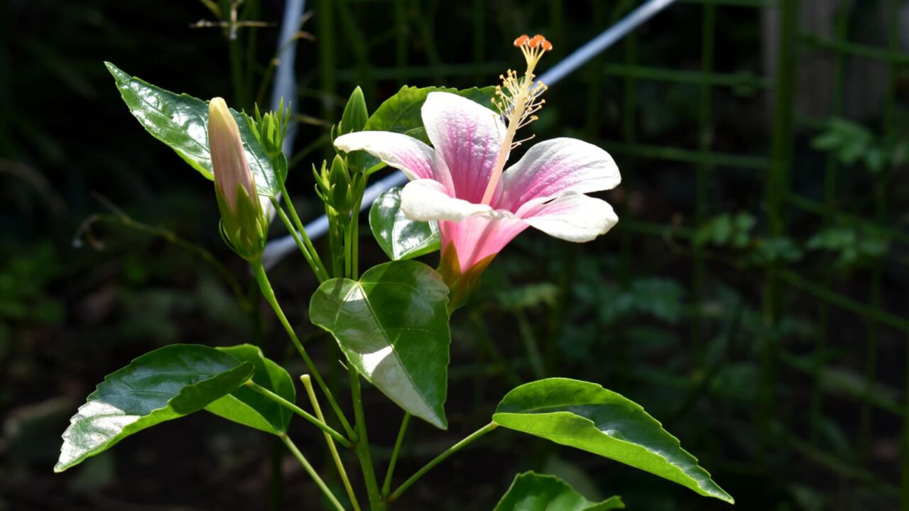 ハイビスカスの葉と花のバランスの美201909-1