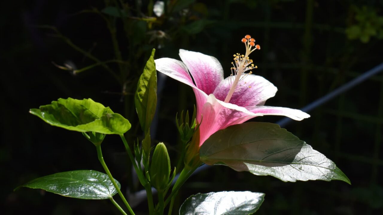 ハイビスカスの葉と花のバランスの美201909-2