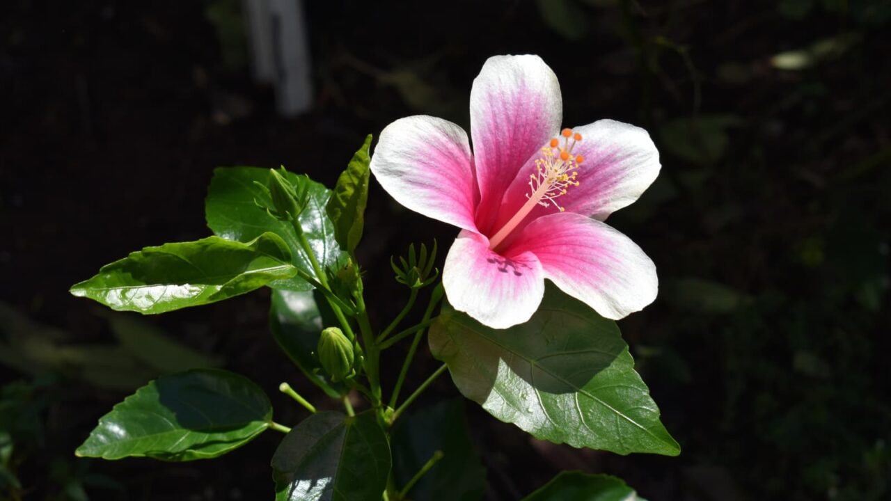 ハイビスカスの葉と花のバランスの美201909-3