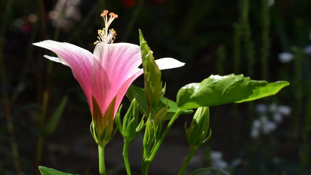 ハイビスカスの葉と花のバランスの美201909-4