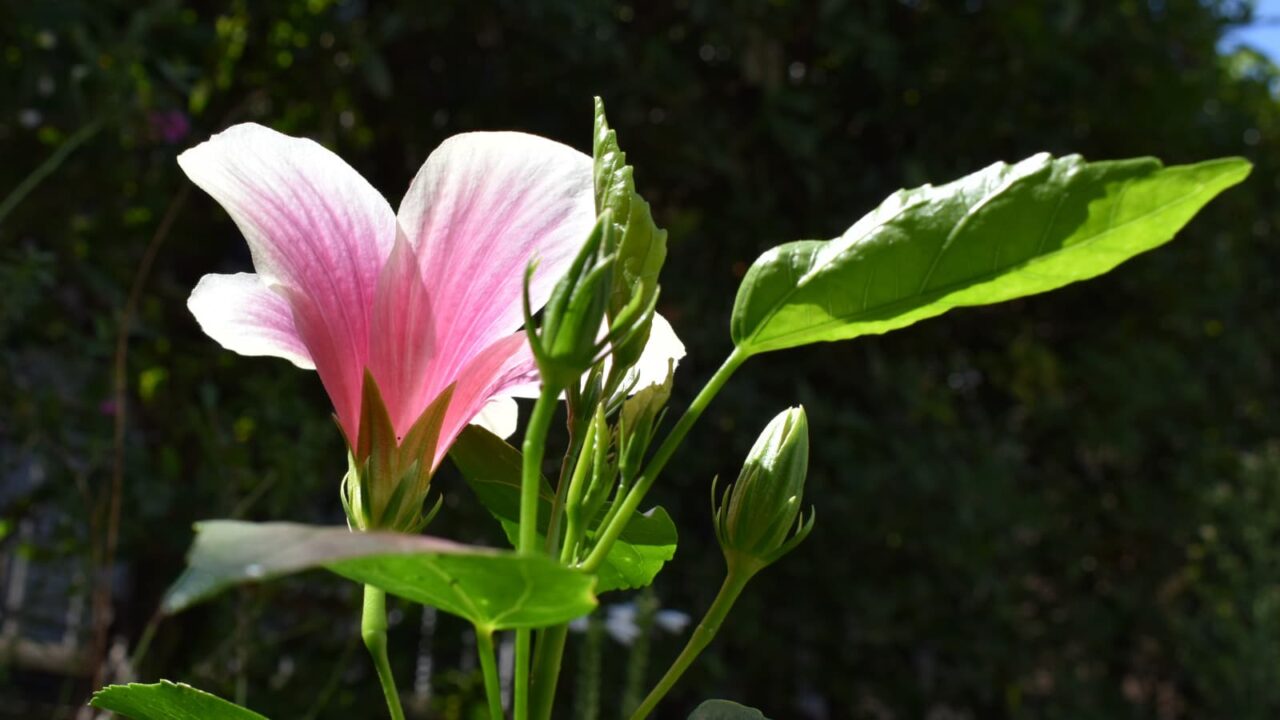 ハイビスカスの葉と花のバランスの美201909-5