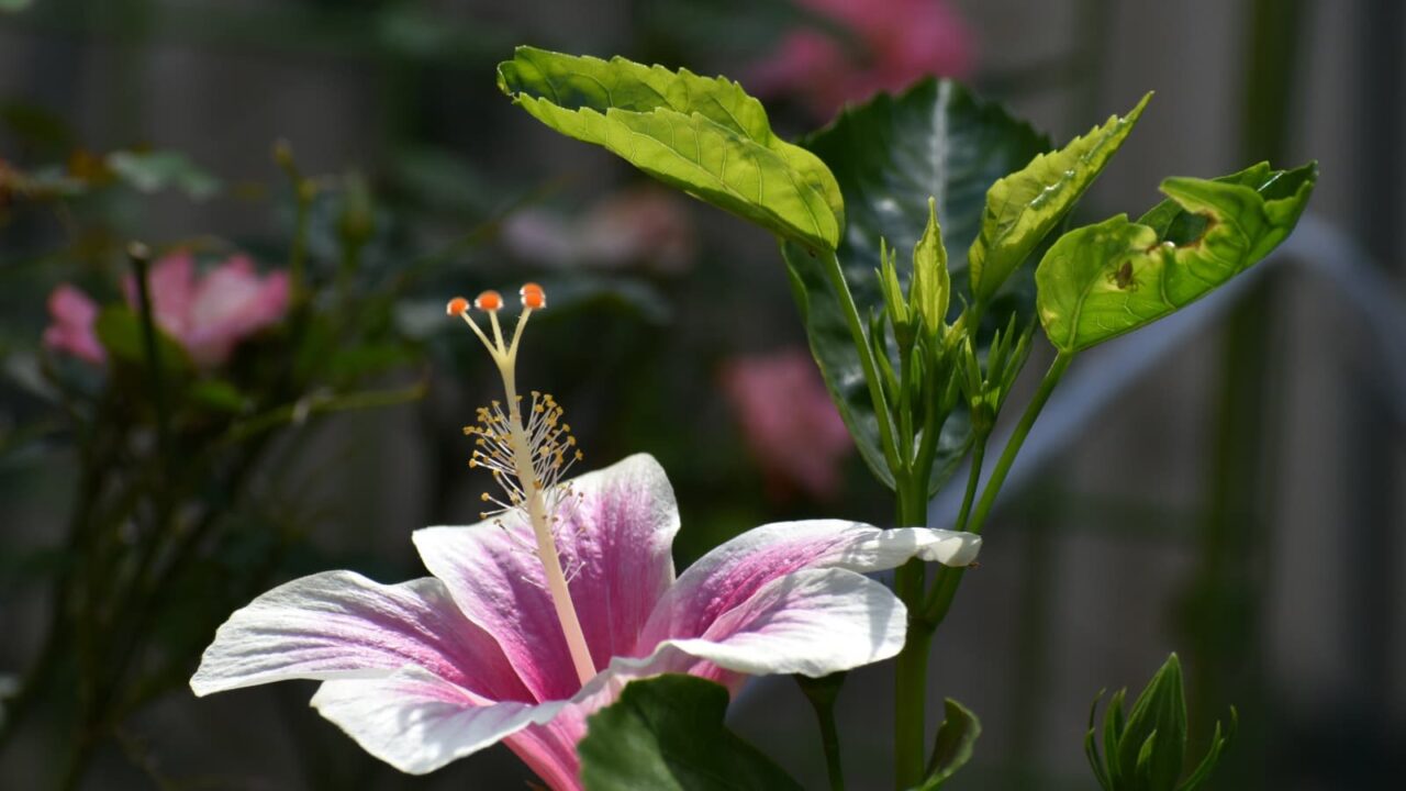 ハイビスカスの葉と花のバランスの美201909-6