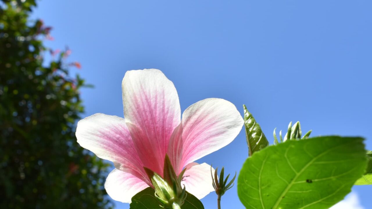 快晴青空に向かうハイビスカスの花（在来系）201909