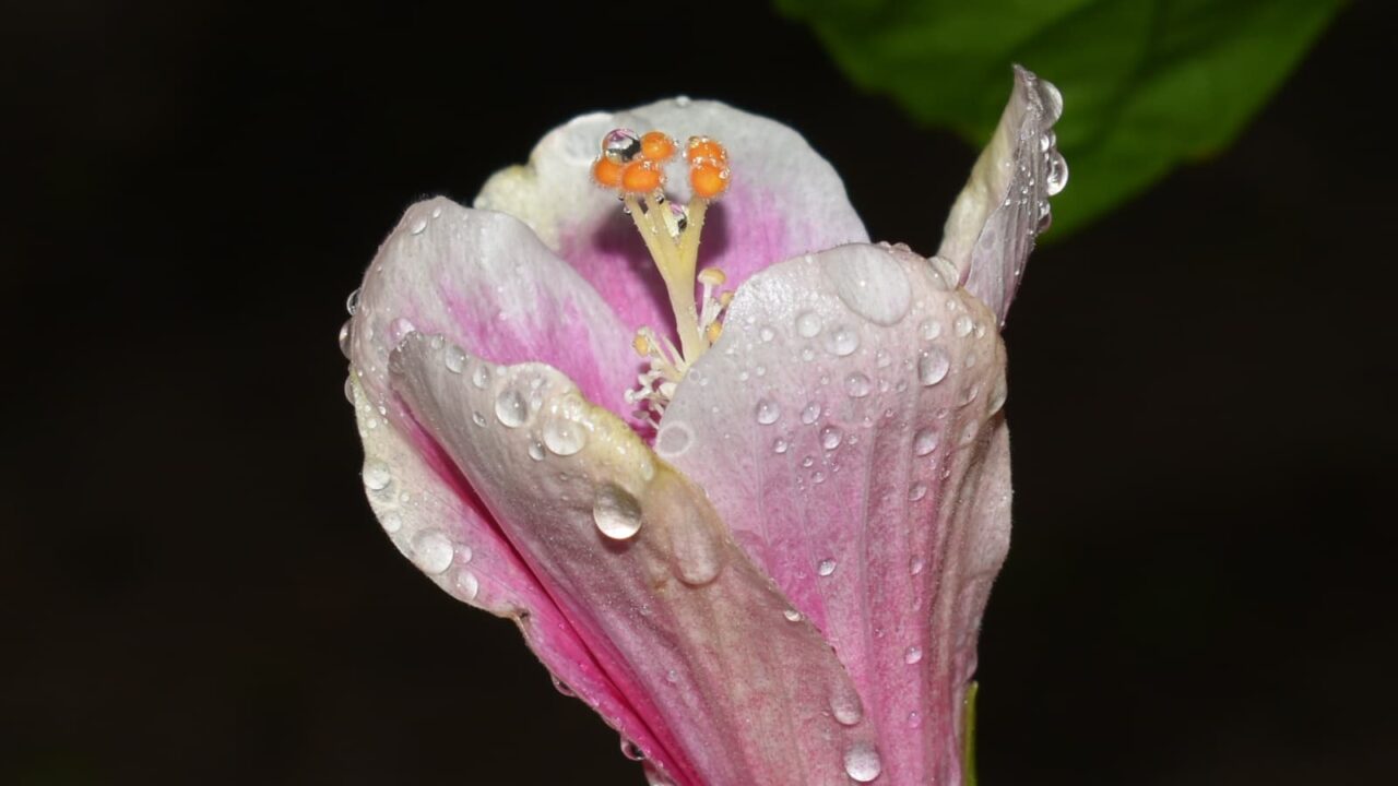 雨粒にまぶされたハイビスカスの花（在来系）201910-1
