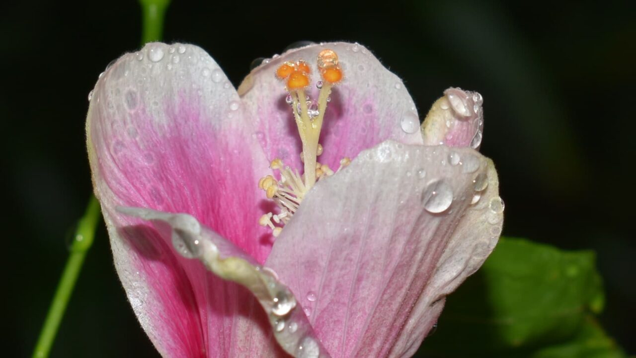 雨粒にまぶされたハイビスカスの花（在来系）201910-2